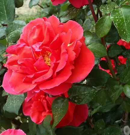 Profumo Di Nonna Bed & Breakfast